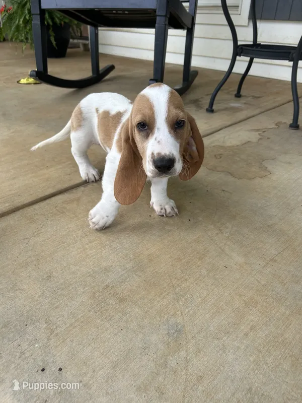 Arthur – Basset Hound puppy for sale in Siler City, NC