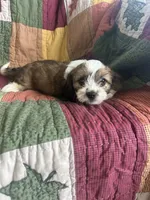 Kyle, a male Cavapoo for sale in Siler City, NC – 4 of 5