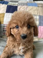 Rowdy, a male Cavapoo for sale in Siler City, NC – 3 of 5