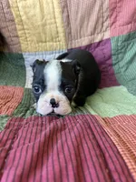 Nala, a female Boston Terrier for sale in Siler City, NC – 5 of 6