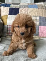 Rowdy, a male Cavapoo for sale in Siler City, NC – 2 of 5