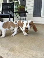 Buddy, a male Basset Hound for sale in Siler City, NC – 5 of 8