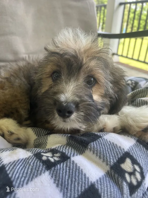 Onslow – Aussiedoodle, Poodle - Toy  puppy for sale in Siler City, NC