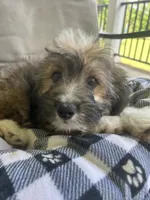 Onslow, a male Aussiedoodle and Poodle - Toy  for sale in Siler City, NC – 1 of 6