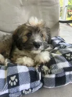Onslow, a male Aussiedoodle and Poodle - Toy  for sale in Siler City, NC – 6 of 6
