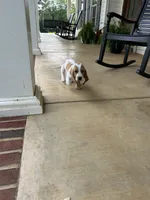 Arthur, a male Basset Hound for sale in Siler City, NC – 4 of 7