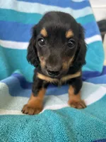 Kinley, a female Miniature Dachshund for sale in Siler City, NC – 3 of 4