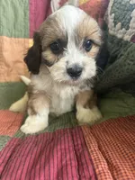 Kyle, a male Cavapoo for sale in Siler City, NC – 5 of 5