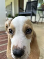 Theo, a male Basset Hound for sale in Siler City, NC – 5 of 7