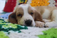 Arthur, a male Basset Hound for sale in Siler City, NC – Photo 5 of 7