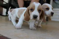 Arthur, a male Basset Hound for sale in Siler City, NC – Photo 2 of 7