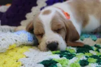 Arthur, a male Basset Hound for sale in Siler City, NC – Photo 3 of 7