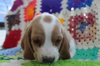 Arthur, a male Basset Hound for sale in Siler City, NC – Photo 6 of 7