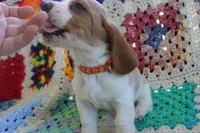 Arthur, a male Basset Hound for sale in Siler City, NC – Photo 4 of 7