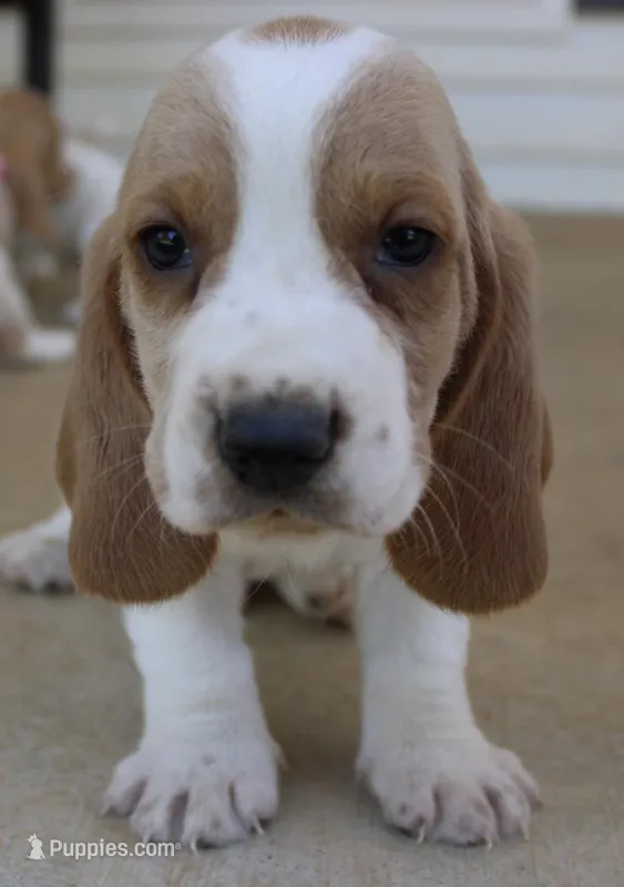 Arthur, a male Basset Hound for sale in Siler City, NC – Photo 1 of 7
