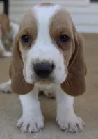 Arthur, a male Basset Hound for sale in Siler City, NC – Photo 1 of 7