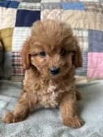 Rowdy, a male Cavapoo for sale in Siler City, NC – 5 of 5