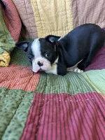 Nala, a female Boston Terrier for sale in Siler City, NC – 2 of 6