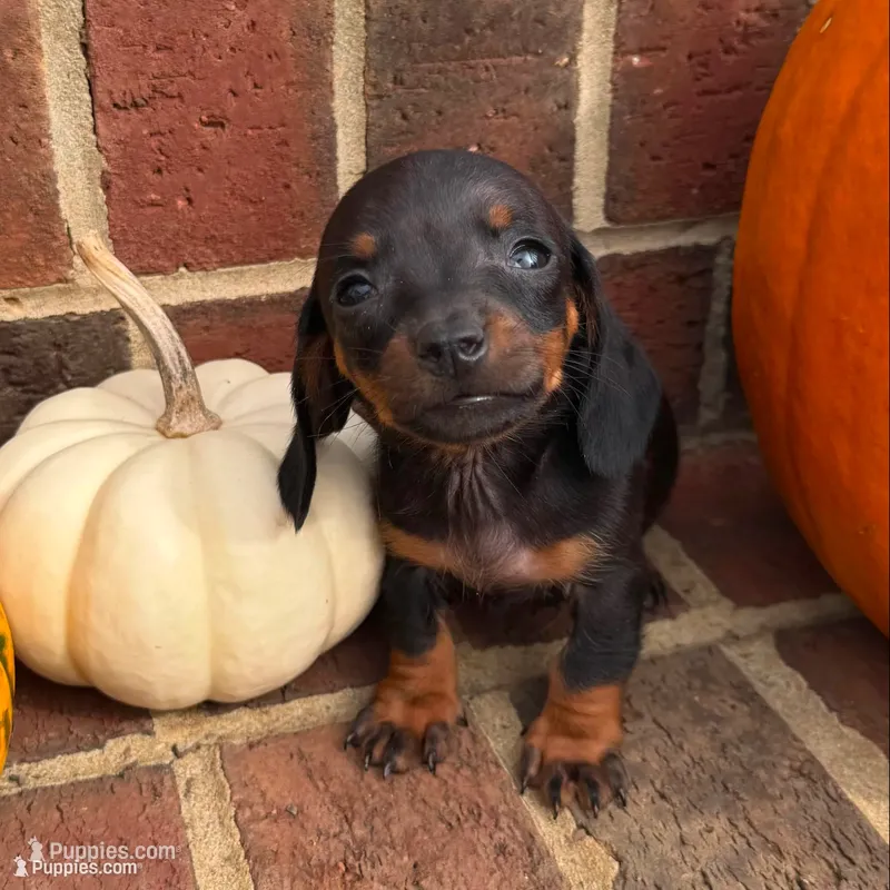 Tim – Miniature Dachshund puppy for sale in Siler City, NC