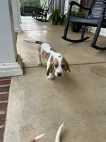 Arthur, a male Basset Hound for sale in Siler City, NC – 5 of 7