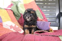 Sasha, a female Poodle - Toy  for sale in Siler City, NC – 3 of 4
