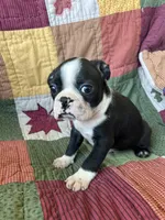 Beau, a male Boston Terrier for sale in Siler City, NC – 2 of 4