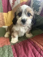 Kyle, a male Cavapoo for sale in Siler City, NC – 2 of 5