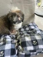 Onslow, a male Aussiedoodle and Poodle - Toy  for sale in Siler City, NC – 4 of 6