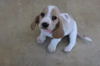 Lacy, a female Basset Hound for sale in Siler City, NC – 3 of 7