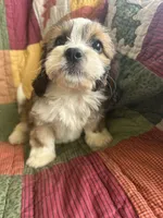 Kyle, a male Cavapoo for sale in Siler City, NC – 3 of 5