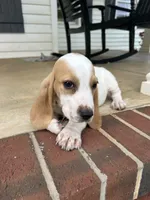 Theo, a male Basset Hound for sale in Siler City, NC – 4 of 7
