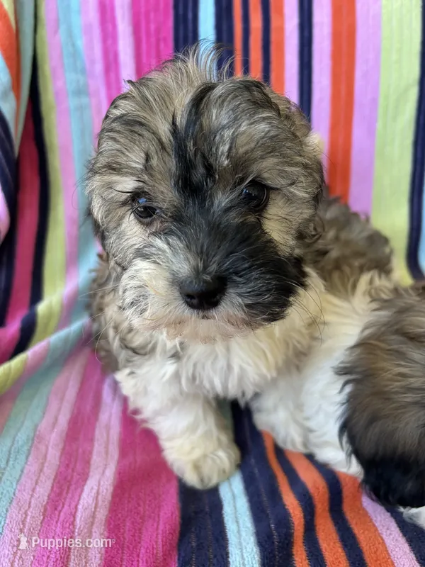 Sarah – Havapoo puppy for sale in Siler City, NC