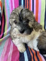 Sarah, a female Havapoo for sale in Siler City, NC – 1 of 5