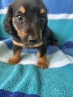 Kinley, a female Miniature Dachshund for sale in Siler City, NC – 2 of 4