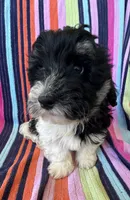 Mallory, a female Havapoo for sale in Siler City, NC – 2 of 5