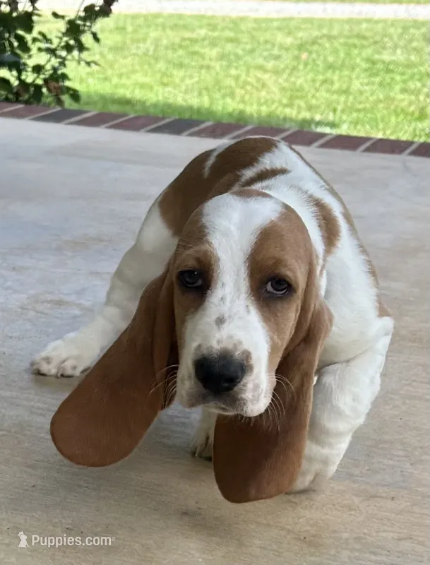 Buddy – Basset Hound puppy for sale in Siler City, NC
