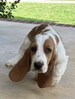 Buddy, a male Basset Hound for sale in Siler City, NC – 1 of 8