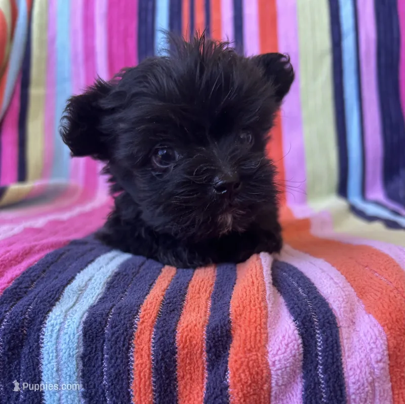 Gizmo – Yorkipoo puppy for sale in Siler City, NC