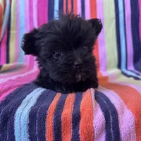 Gizmo, a male Yorkipoo for sale in Siler City, NC – 1 of 4