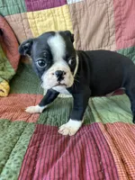 Beau, a male Boston Terrier for sale in Siler City, NC – 4 of 4