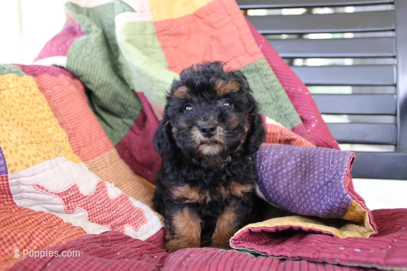 Sasha – Poodle - Toy  puppy for sale in Siler City, NC