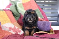 Sasha, a female Poodle - Toy  for sale in Siler City, NC – 1 of 4