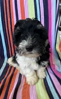 Mallory, a female Havapoo for sale in Siler City, NC – 4 of 5
