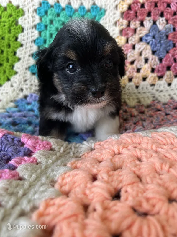 Mikey – Aussiedoodle, Poodle - Toy  puppy for sale in Siler City, NC
