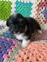 Mikey, a male Aussiedoodle and Poodle - Toy  for sale in Siler City, NC – Photo 2 of 3