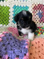 Mikey, a male Aussiedoodle and Poodle - Toy  for sale in Siler City, NC – Photo 3 of 3