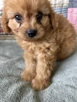 Joey, a male Cavapoo for sale in Siler City, NC – 2 of 5