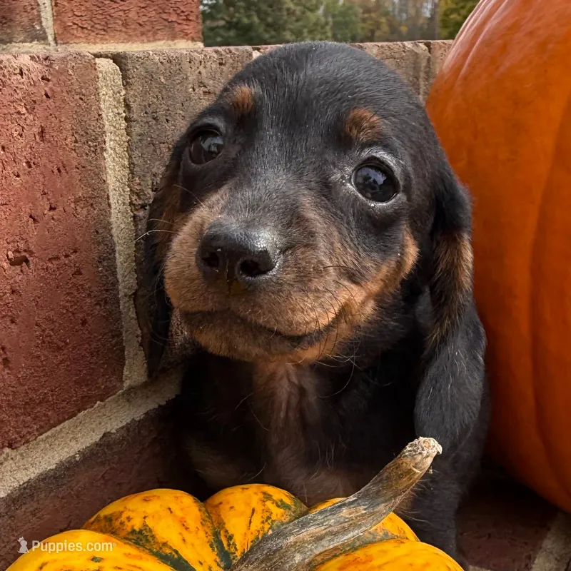 Lucy – Miniature Dachshund puppy for sale in Siler City, NC