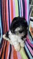 Mallory, a female Havapoo for sale in Siler City, NC – 1 of 5