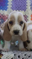 Lacy, a female Basset Hound for sale in Siler City, NC – 2 of 7
